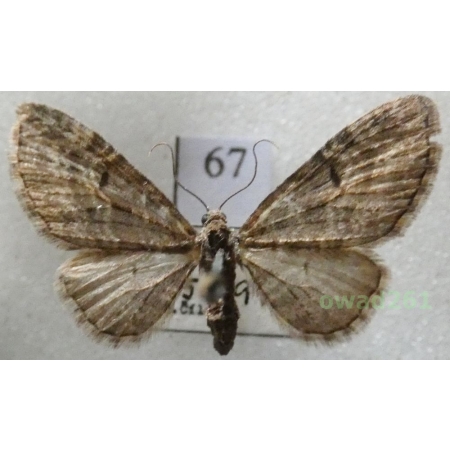 Eupithecia lariciata (Freyer, 1841) Czech67